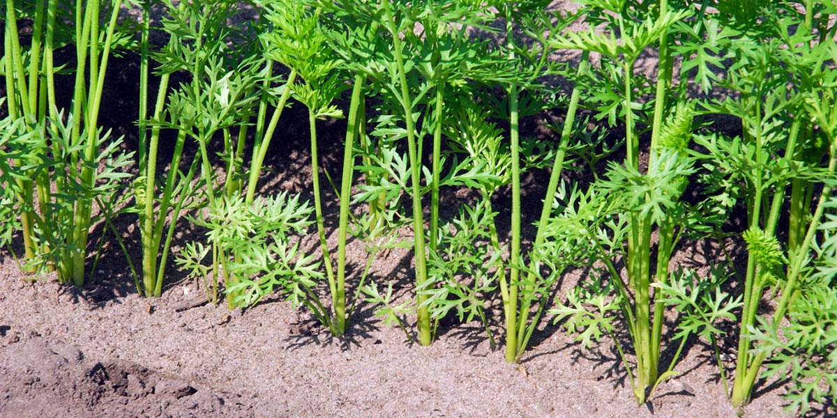Vilmorin-Mikado migliora qualità e resa della carota con Maestro F1 Vilseed